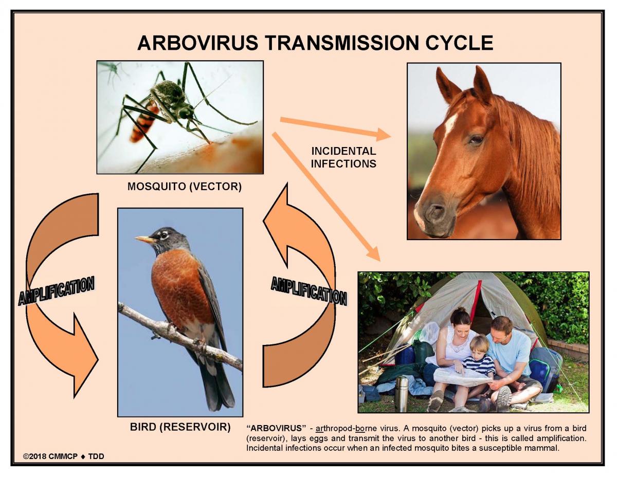 Arbovirus cycle