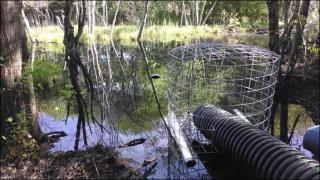 Beaver Mitigation Project